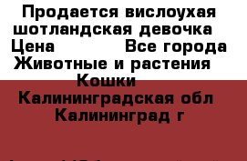 Продается вислоухая шотландская девочка › Цена ­ 8 500 - Все города Животные и растения » Кошки   . Калининградская обл.,Калининград г.